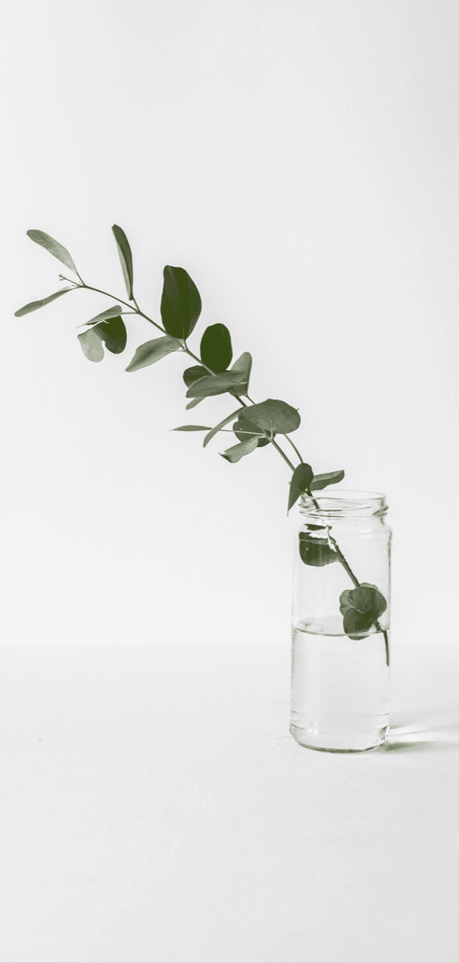 Eucalyptus plant